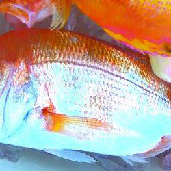 焼津沖　レンコダイ、アカイサキなど